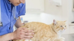 Kako izmjeriti temperaturu cat-a?